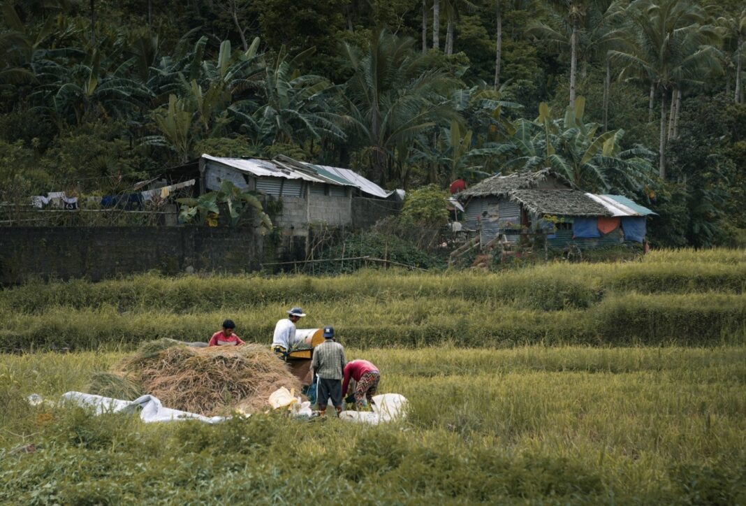 Ilocos-Norte-adopts-green-farming-practices-to-reduce-emissions-boost-yields