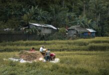 Ilocos Norte adopts green farming practices to reduce emissions, boost yields