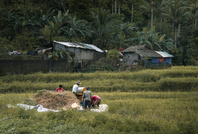 Ilocos-Norte-adopts-green-farming-practices-to-reduce-emissions-boost-yields