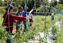 Off-season tomato farmers in Ilocos Norte get post-cyclone aid