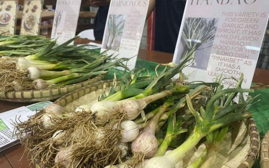taiwan-garlic
