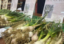 Ilocos Norte expands demo farms for Taiwan garlic varieties