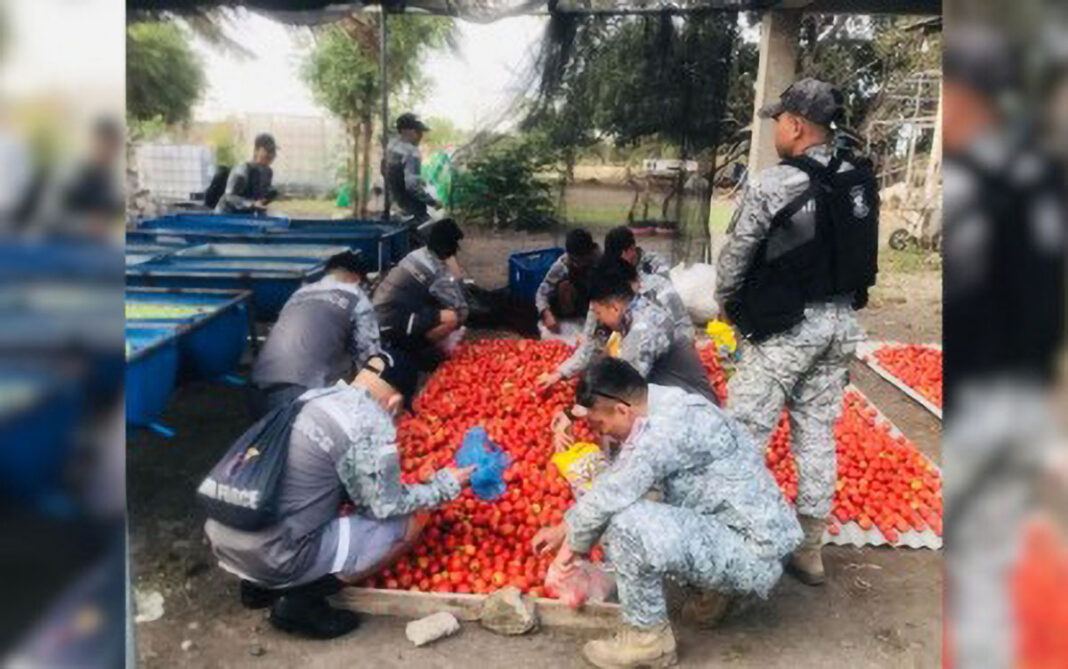 tomato