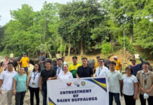 Agrarian reform beneficiaries in Batac get dairy buffaloes from DA-PCC